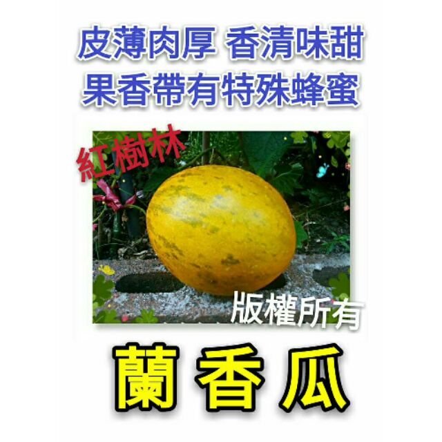 【紅樹林】 蘭香瓜(種子)~每份10粒