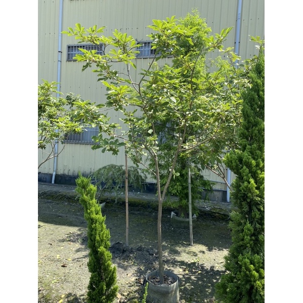 【田尾林阿伯園藝】黃金風鈴木 高度2-2.5米 米徑3公分