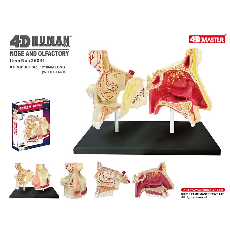 4D人體鼻腔模型 人體器官模型 DIY模型 生物 4D Master 科學玩具