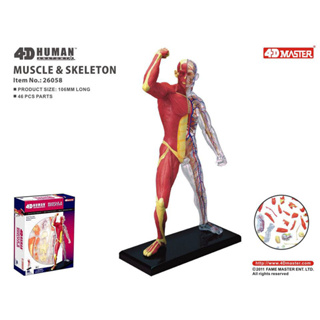 4D MASTER 人體肌肉模型 益智拼裝玩具人體器官解剖模型 DIY模型 科普教學用具