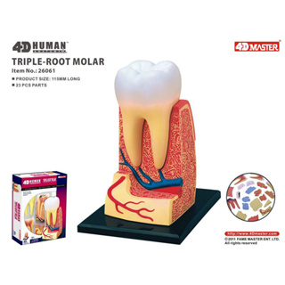 4D MASTER牙齒模型 益智拼裝玩具人體牙齒器官解剖模型醫學教學DIY科普用具 牙科模型.教學牙齒模型 口腔教學模型