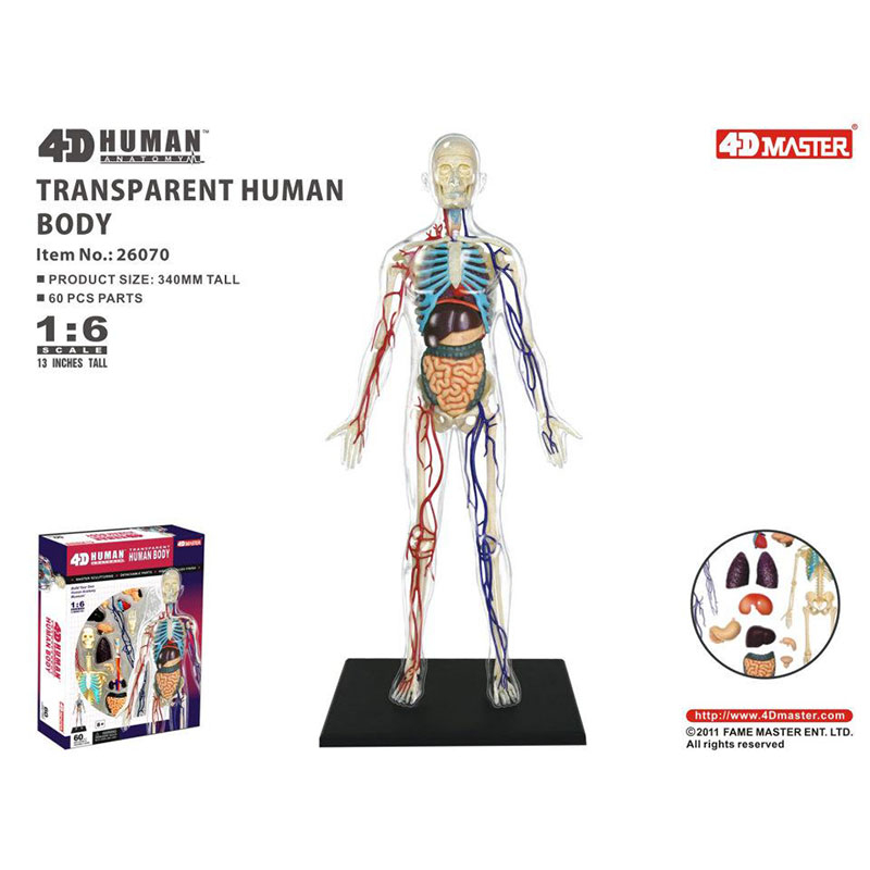 4D MASTER 益智拼裝玩具 1:6全身透明人內臟器官神經血管解剖模型 醫學教學DIY科普用具