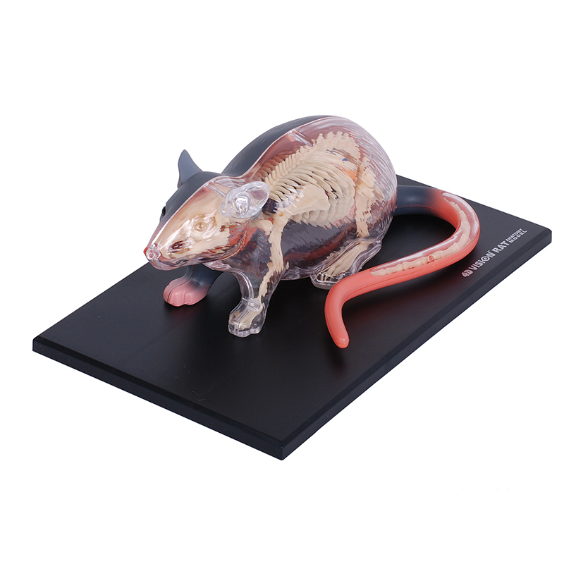 4D透視老鼠模型 生物老鼠器官解剖模型 教學模型 DIY模型 4D Master 科學用具