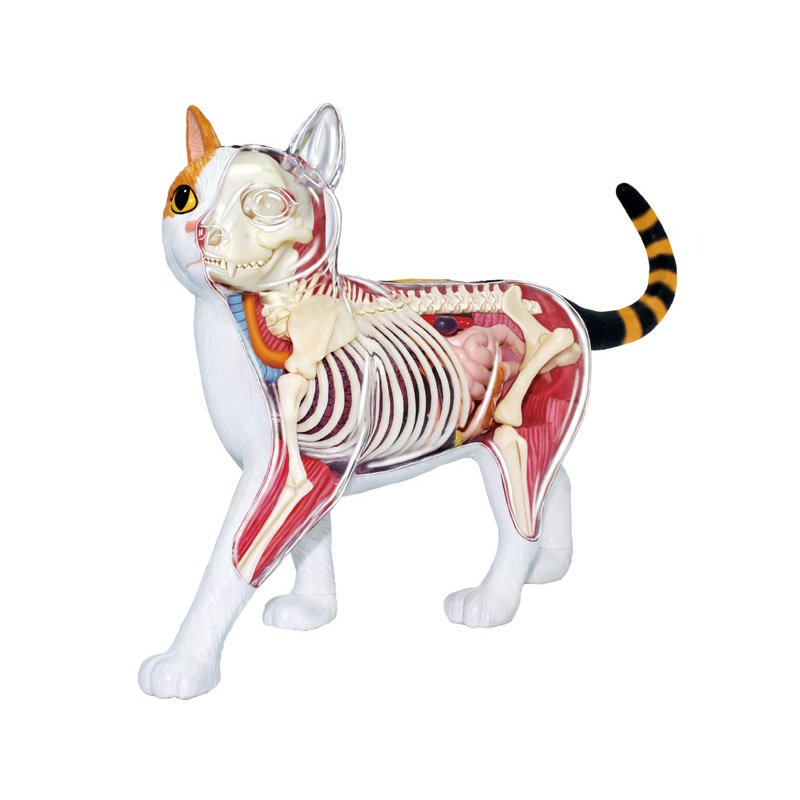 4D透視三色貓模型 動物解剖模型 教學模型 DIY拼裝模型 生物 Fame Master 動物系列 科學用具