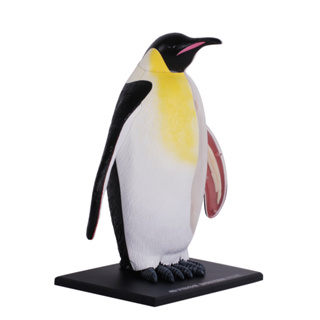 4D透視皇帝企鵝模型 動物解剖模型 教學模型 生物 DIY模型 4D Master 科學教具玩具