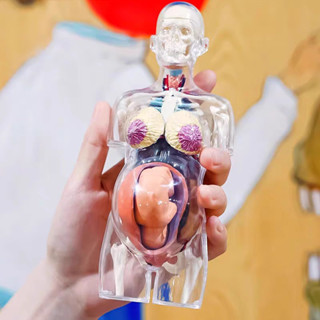 4D MASTER人體拼裝模型人體各器官拼裝模型 醫學教學 懷孕妊娠模型