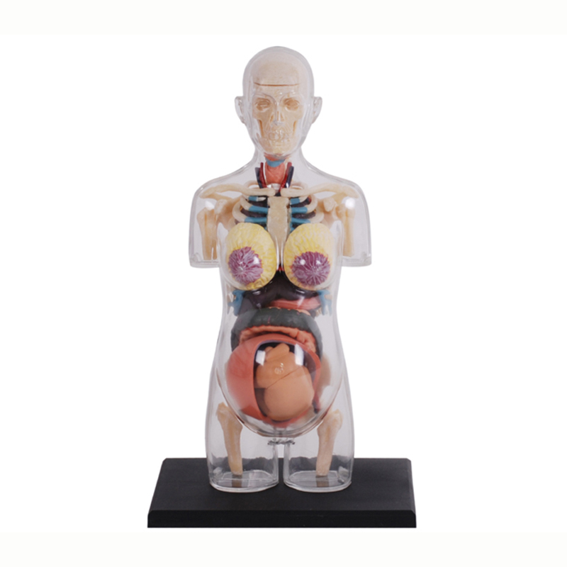 4D MASTER 益智拼裝玩具 1:6人體透明半身懷孕妊娠器官解剖模型 醫學教學DIY科學用具