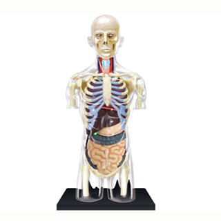 4D MASTER 益智拼裝玩具 1:6人體透明半身內臟器官解剖模型 醫學教學模型