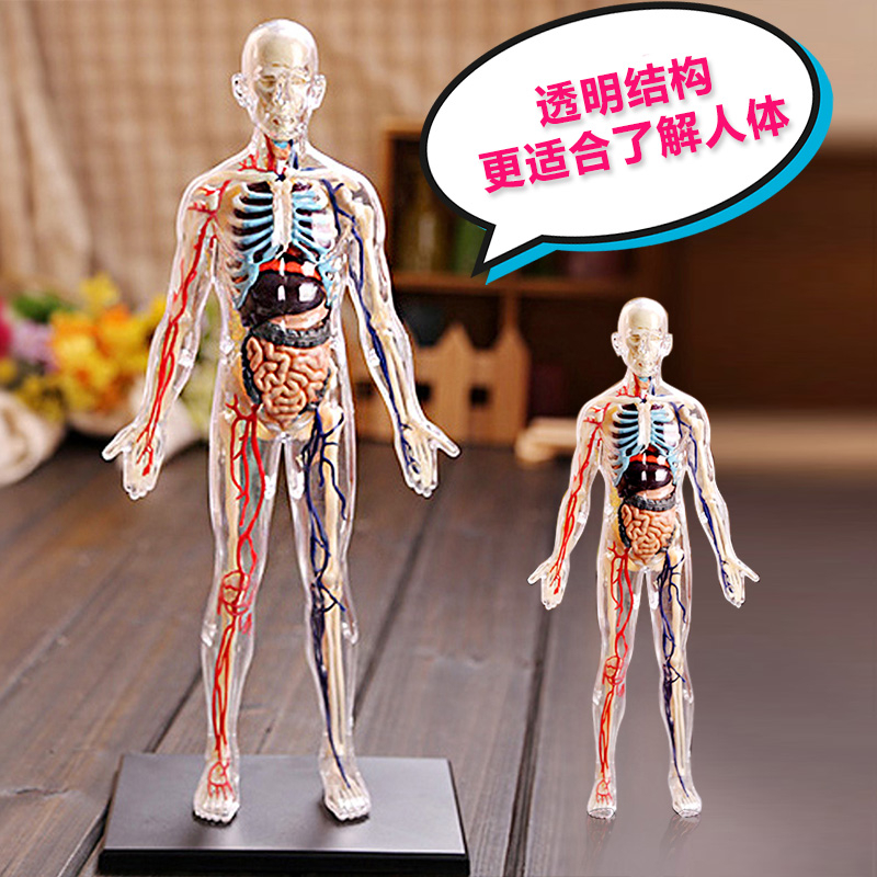 正品4Dmaster  拼裝人體解剖醫用模型1:6全身透明人 半身人體 內臟器官解剖模型 26070