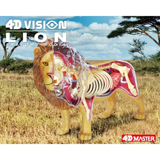 4D Master 透視獅子 立體拼組模型 動物模型 教學模型 早教認知智力玩具 兒童教具