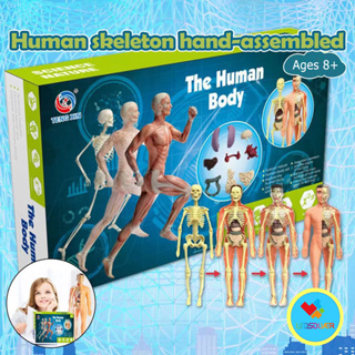 益智玩具三維身體拼圖 STEM 玩具 8 歲以上兒童人體模型