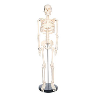 美術藝用醫學標準85CM人體骨骼模型骨骼骨架教學模型 MGG201