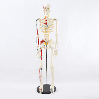 醫學85CM支柱式人體骨骼模型神經肌肉起止骨架瑜伽教學脊柱用 MGG205
