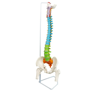 85cm掛式彩色脊柱帶股骨推拿美容人體脊柱模型醫學教學用具