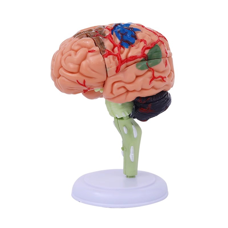 人體大腦模型 4D腦部解剖模型 人體解剖模型 器官模型 腦結構模型 教學用具