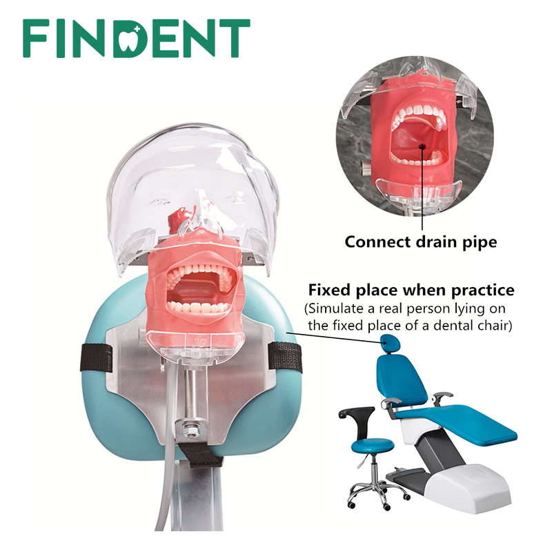 簡單的頭部模型牙科模擬器幻影人體模型帶牙齒牙醫教學練習訓練學習牙科設備