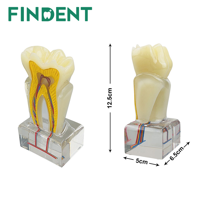 三維牙齒解剖牙科模型教學研究牙醫患者教育演示牙科解剖模型