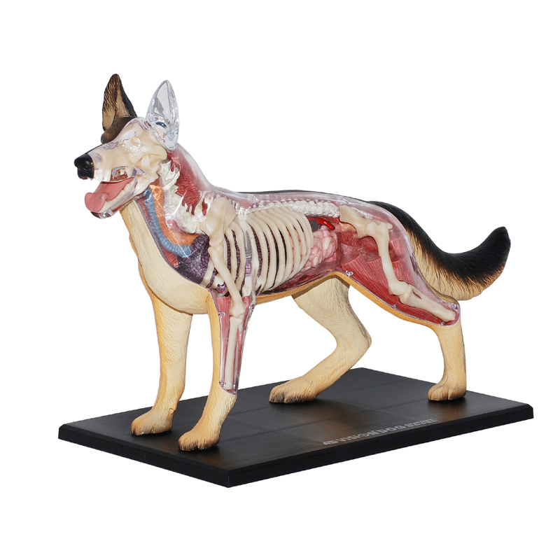 4D MASTER 狼狗拼裝玩具 動物模型 狗解剖模型犬模型醫學教學科普用具