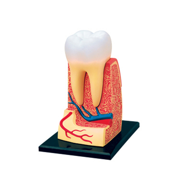 4D MASTER益智拼裝玩具人體牙齒器官解剖模型醫學教學DIY科普用具