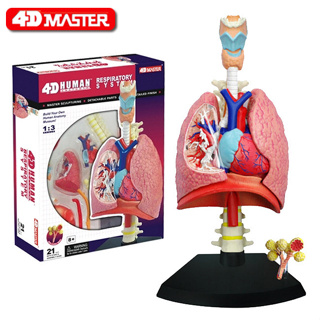 4D MASTER益智拼裝玩具人體肺部器官解剖模型醫學教學DIY科普用具