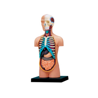 4D MASTER益智DIY拼裝玩具人體內臟器官解剖模型醫學教學用模型