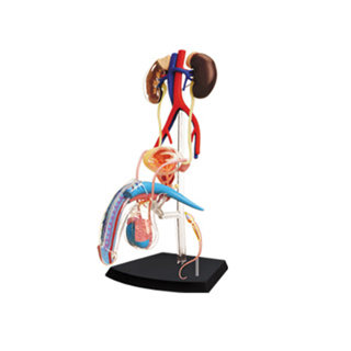 4D MASTER益智拼裝玩具人體男性生殖系統器官解剖模型醫學教學DIY
