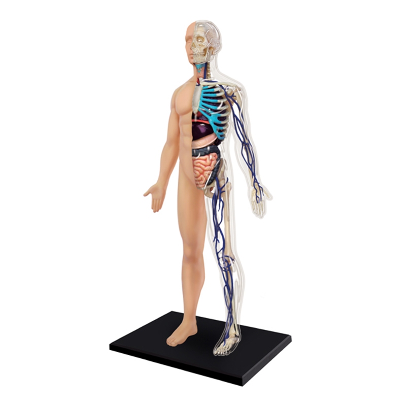 4D MASTER 13寸 半透視半身人體模型 立體拼組模型 人體器官解剖模型 教學模型用具