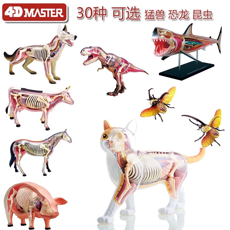 4D Master 動物解剖拼裝生物模型鯊魚老虎獅子鱷魚模型醫學教學模型DIY科普用