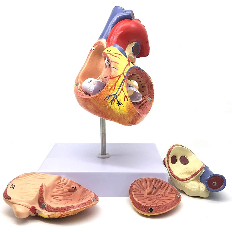 醫學教具 心臟模型4部件2倍大心臟解剖模型教學心臟模型心臟彩超用模型