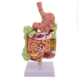 人體腸胃模型結腸大腸直腸模型器官解剖教學模具 人體模型