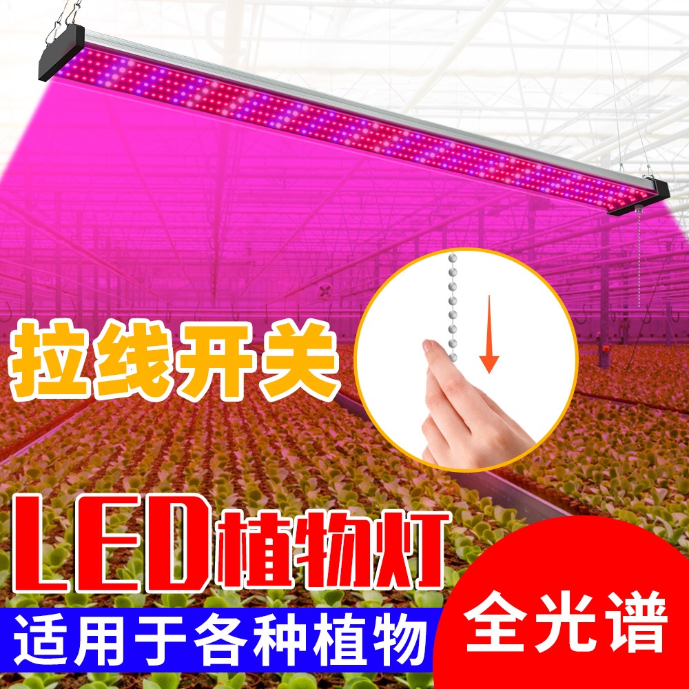 300W全光譜LED植物生長燈110V量子板專業植物補光燈大功率拉線控制開關室內可多燈並聯使用紅藍光溫室帳篷育苗水培燈