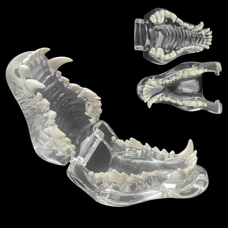 樹脂透明動物寵物口腔模型 教學教育演示獸醫 學習牙科犬狗牙齒模型 狗牙模型