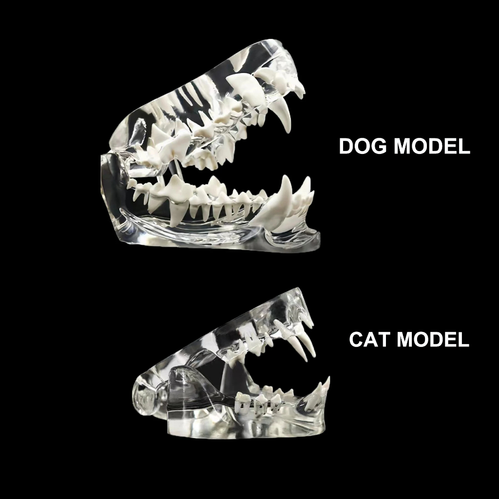 清除狗貓牙齒解剖模型牙科動物口腔下頜教育犬牙齒獸醫辦公室裝飾演示