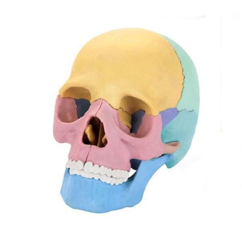 1:2 彩色人體頭骨模型 17部分 可拆卸 骷髏頭 顱骨 頭顱 器官解剖 醫學 教學用具