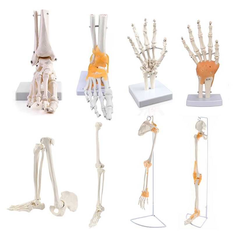 手關節功能模型 人體腳/手關節模型 手骨解剖 手骨尺骨橈骨模型 人體骨骼 手足外科骨骼 人體模型 醫學教具