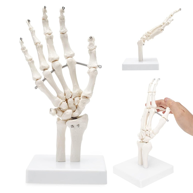 醫學人體手關節模型 可彎曲人手關節模型手骨模型手指骨手掌骨骷髏醫學教學MSG003