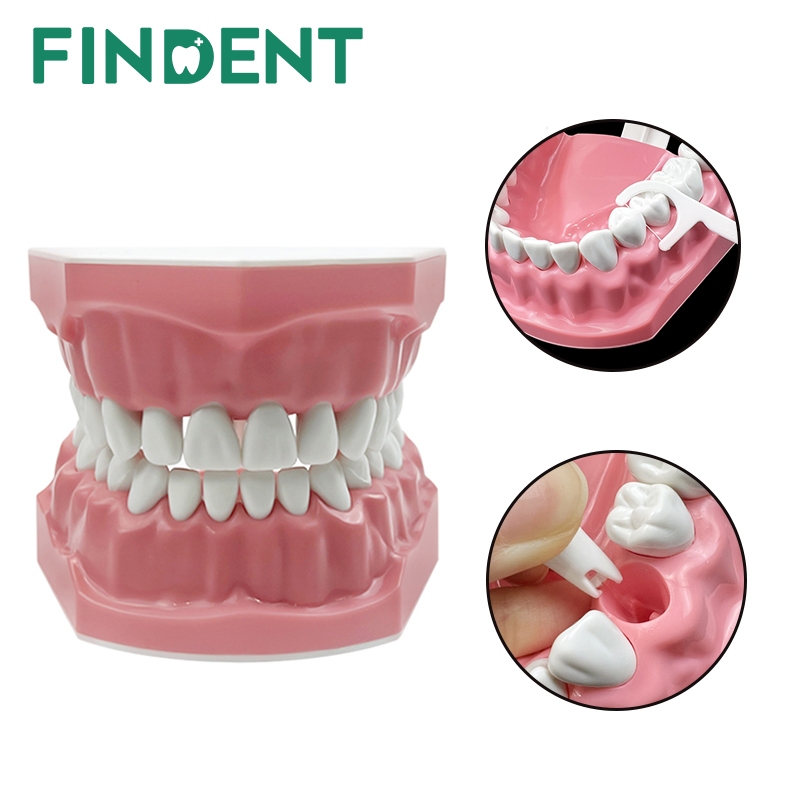 1 件裝牙科模型牙齒教學模型塑料可拆卸牙齒模型牙醫牙科學生學習教育演示展示