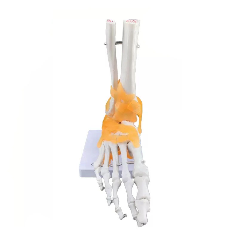 脚關節 踝關節模型 腳掌關節功能模型 人體腳關節附韌帶模型醫學教學用具MJG004
