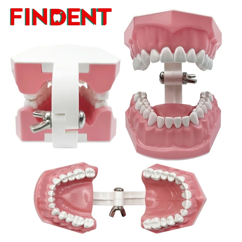 牙齒模型牙科教學模型醫生患者交流牙醫教育演示學生學習塑料牙科模型