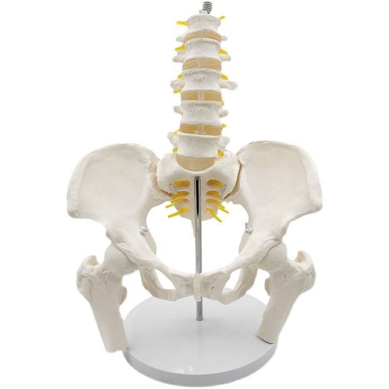 五節腰椎帶骨盆模型 脊柱模型 盆骨模型 人體骨骼模型 股骨椎間盤 醫學教學模型MGP007