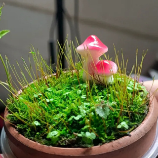 現貨新品苔蘚微景觀創意擺件 簡約仿真小蘑菇擺件 diy多肉園藝造景 裝飾品配件小擺件