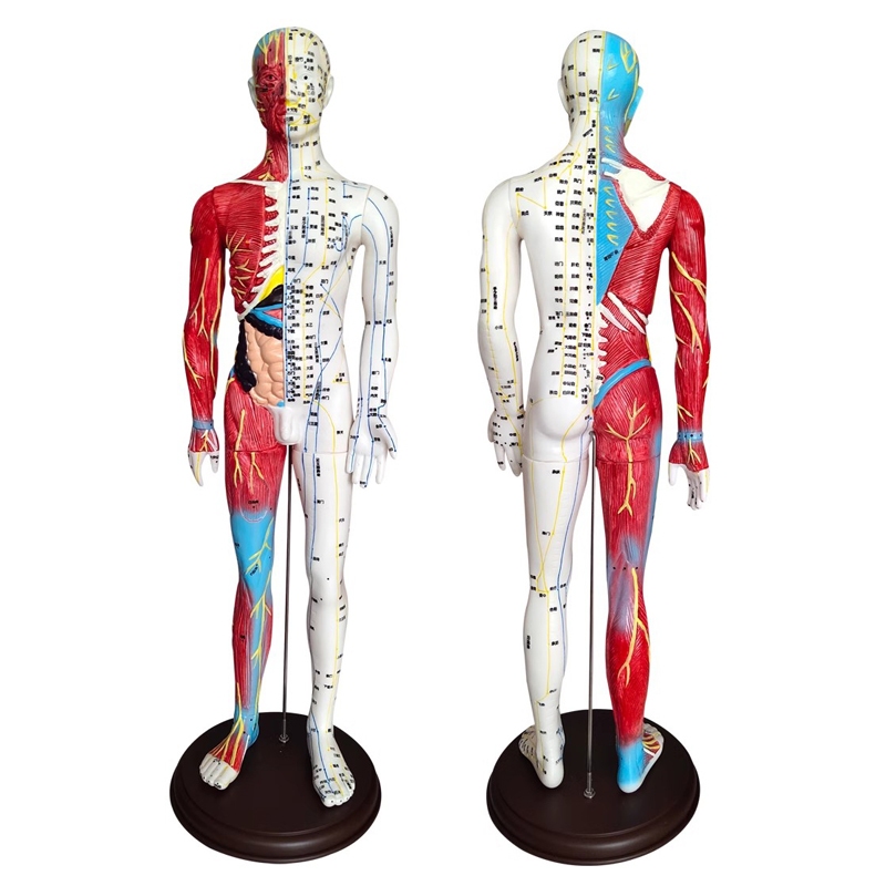 人體穴位模型 經絡穴位 人體模型 60cm人體鍼灸模型 半皮半肌肉解剖模型 中醫 仿真 刻字男模型 中醫教學模型