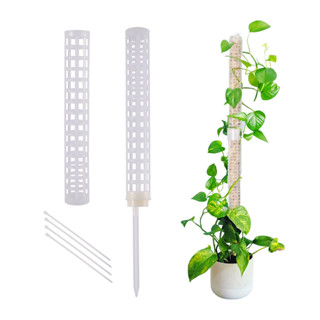植物攀爬架植物格子支撐棒塑膠苔蘚桿室內花盆架綠色蒔蘿藤花園配件