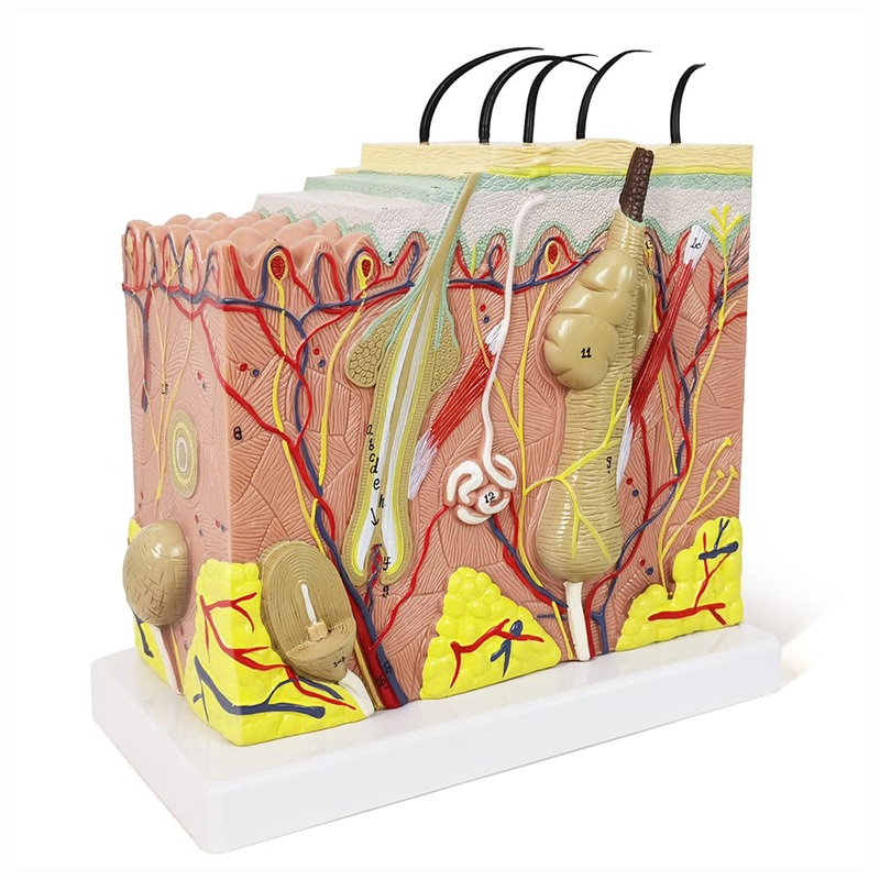人體皮膚組織結構放大解剖模型 35倍立體皮膚模型 醫學教學用具