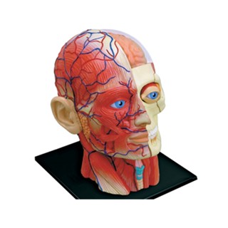 4D Master 頭部肌肉神經模型 4D頭部解剖模型 人體器官解剖模型