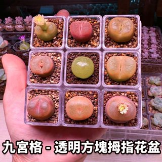 9個 - 3cm方塊帶託盤套裝，迷你多肉專用小花盆，高透明可觀察植物生長根莖，家居生活辦公室桌面陽臺塑膠花盆，DIY盆栽