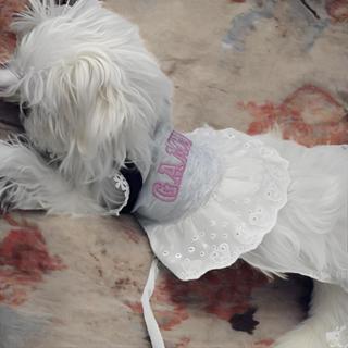 狗狗薄款蕾絲吊帶裙 比熊博美泰迪夏季小型犬