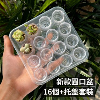 【迷你透明多肉育苗花盆】2.5cm小花盆，可觀察植物生長根莖，DIY盆栽塑膠容器，微景觀園藝植物盆花盆花器（不含盆栽），