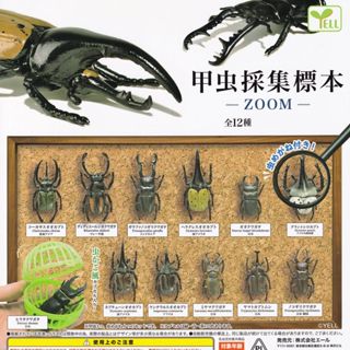 現貨正版YELL扭蛋 甲蟲採集標本 昆蟲模型擺件模擬獨角仙