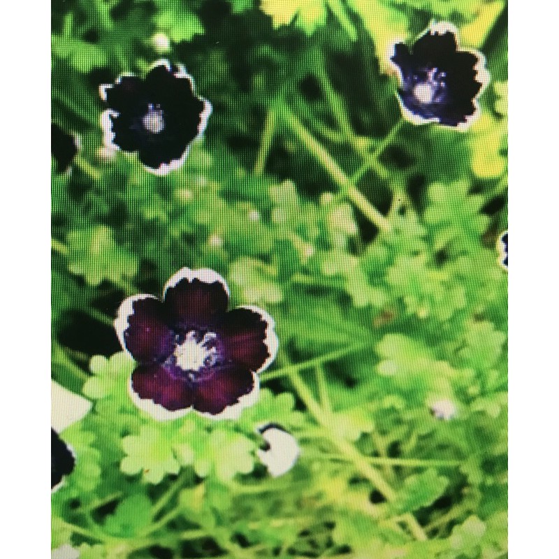 粉蝶花黑斑星點 種子 蝦皮購物